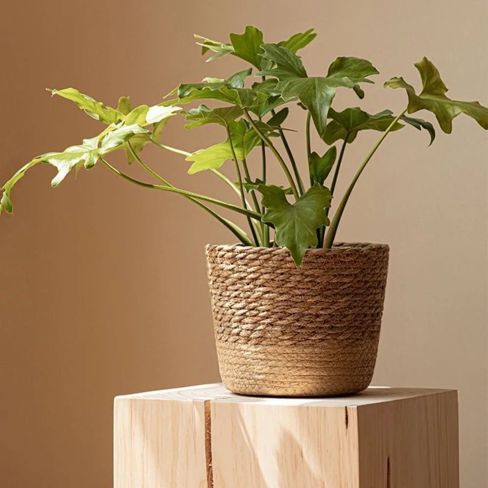 Cachepô Artesanal em Fibra Natural – 3 Tamanhos - Aconchega